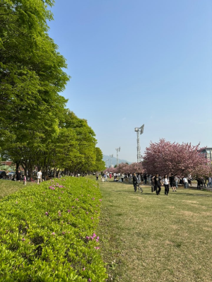 겹벚꽃 명소