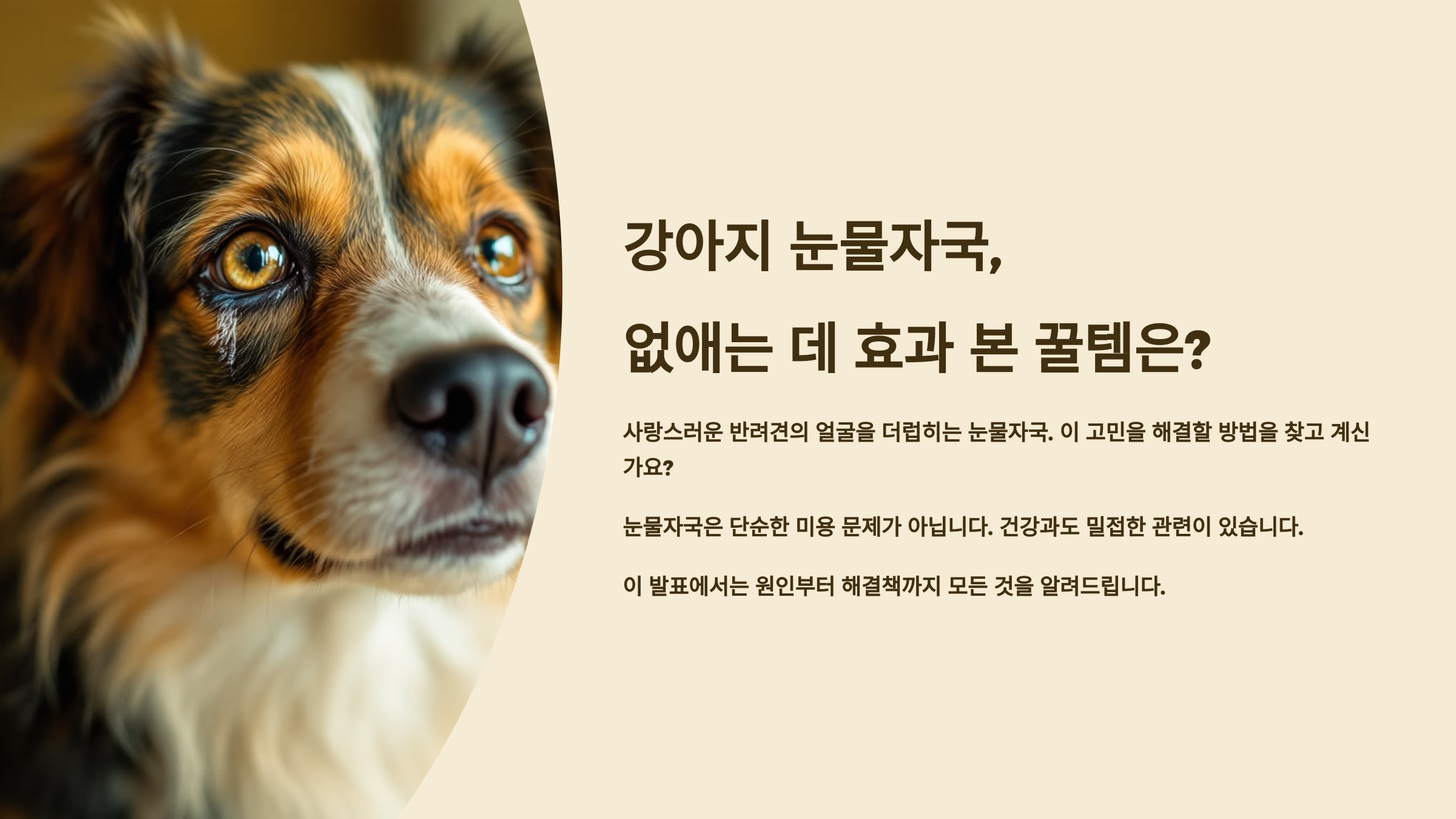 강아지 눈물자국, 없애는 데 효과 본 꿀템은?
