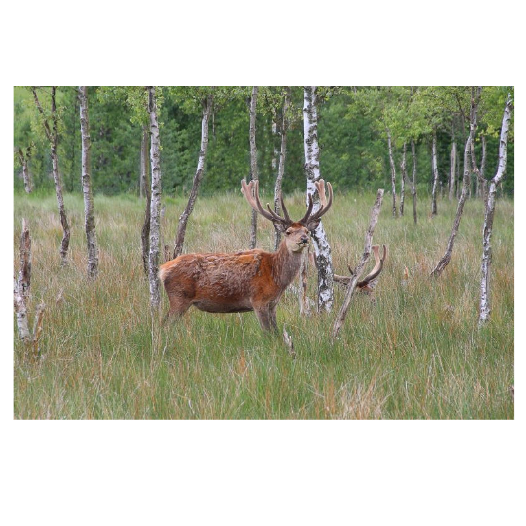 녹용과 관련된 사진입니다.