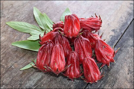 히비스커스 꽃 봉우리를 모아놓은 모습