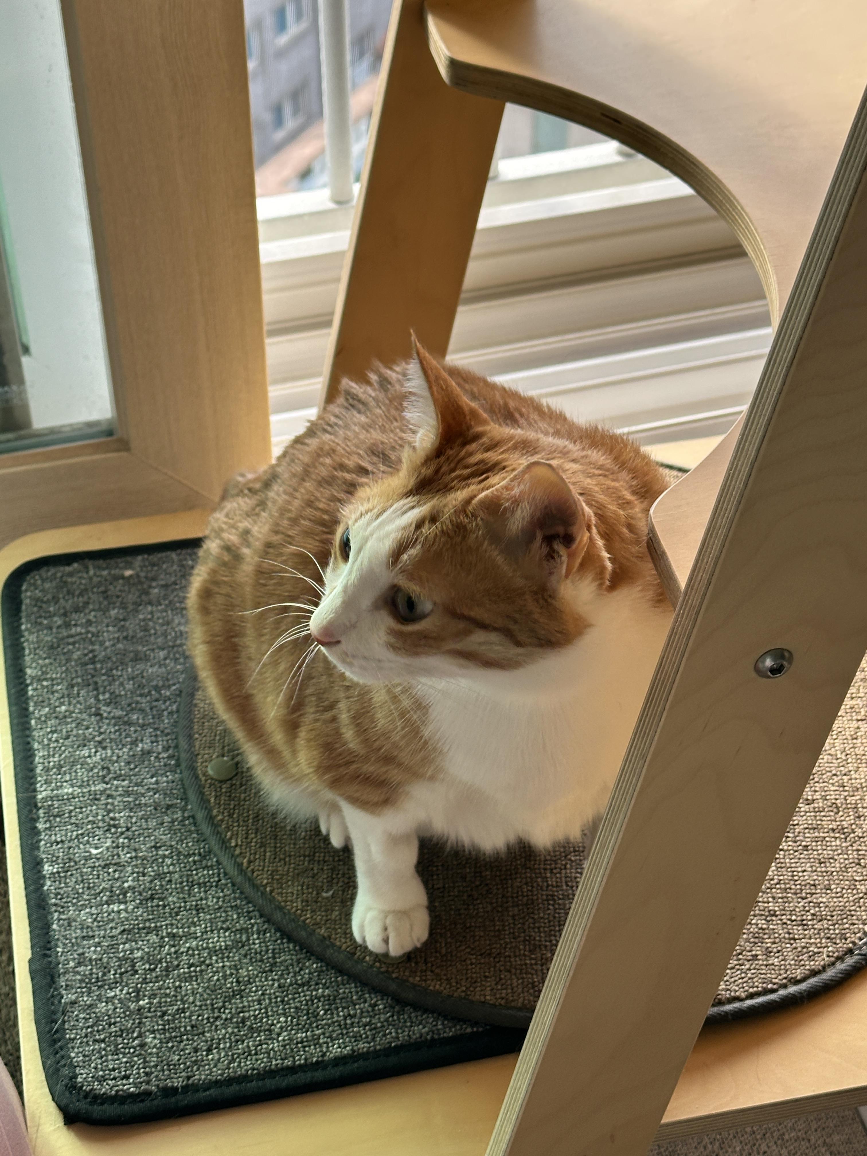 12월4일_호야_증상_고양이_황달_활력좋은_고양이_1