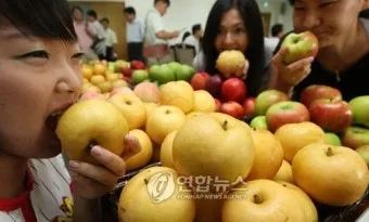 배 재배 유인 전정 수분 수정 봉지 재배_4