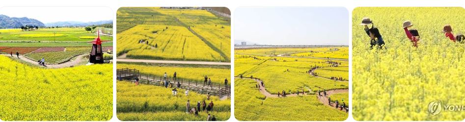 낙동강 유채꽃사진