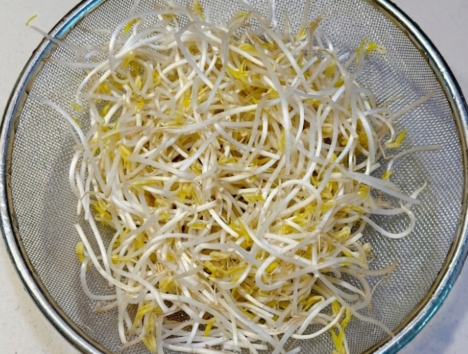 주방 조리대 위에 놓인 둥근 스테인리스 채반 속에 하얀 줄기와 노란 머리가 살아있는 싱싱한 숙주나물이 가득 담겨 물기가 빠지고 있는 모습.