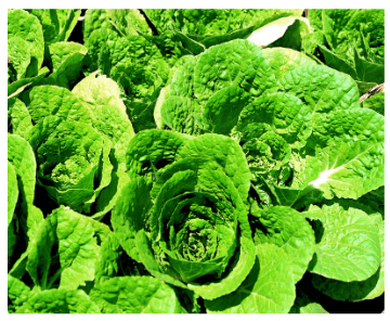 절임배추 만드는법 영양 보관방법 구매팁