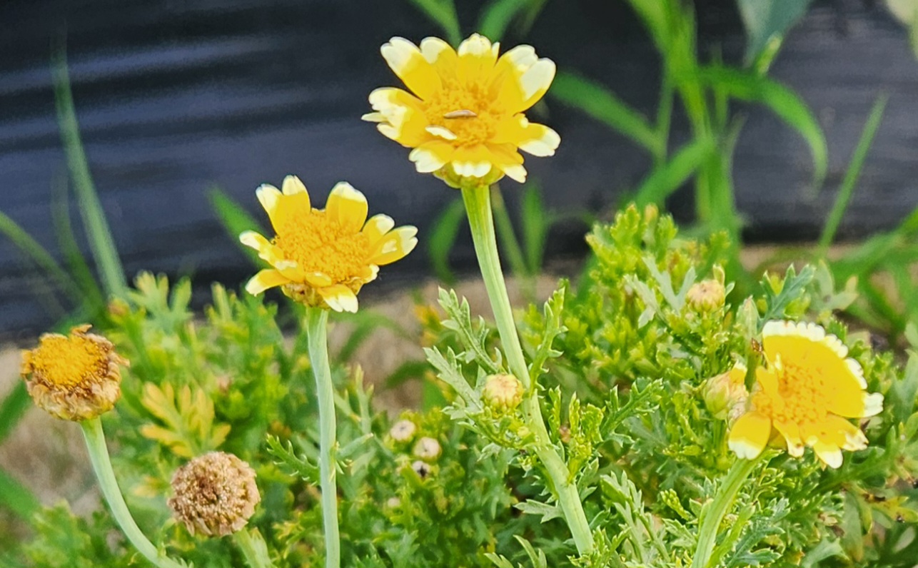 노란 쑥꽃이 피어난 모습, 쑥꽃차 재료로 쓰이는 들꽃
