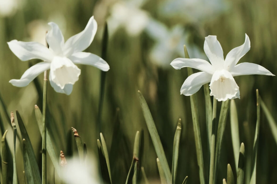 수선화 꽃말, 의미와 이야기