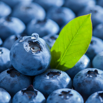 블루베리 효능 효과 부작용