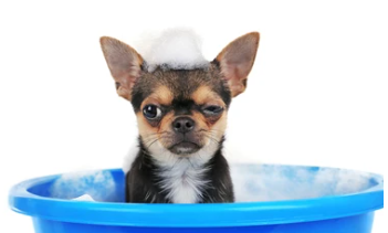 강아지샴푸추천