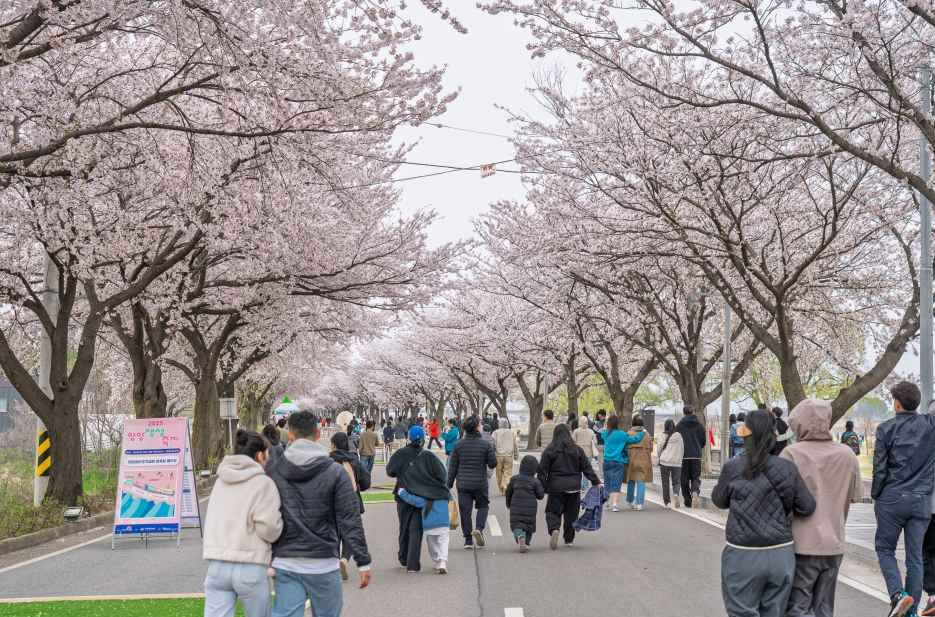 강릉 벚꽃축제