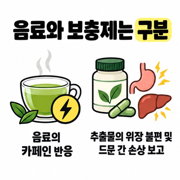녹차 음료의 카페인 반응과 추출물 보충제의 위장 불편 및 드문 간 손상 보고를 구분한 비교 도식