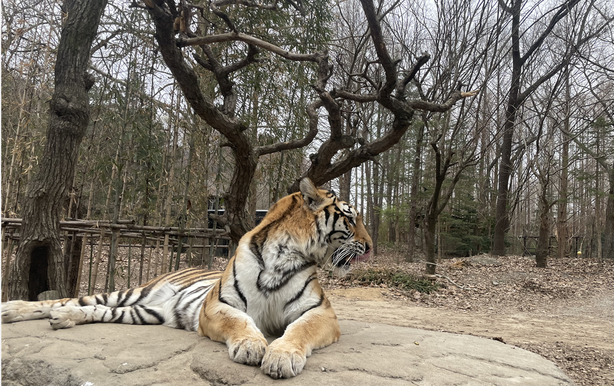 에버랜드 사파리월드