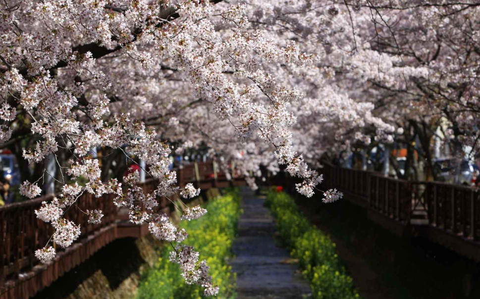 2025 벚꽃 개화시기