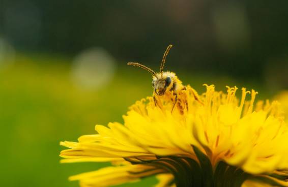 러브버그 익충, 퇴치방법은?
