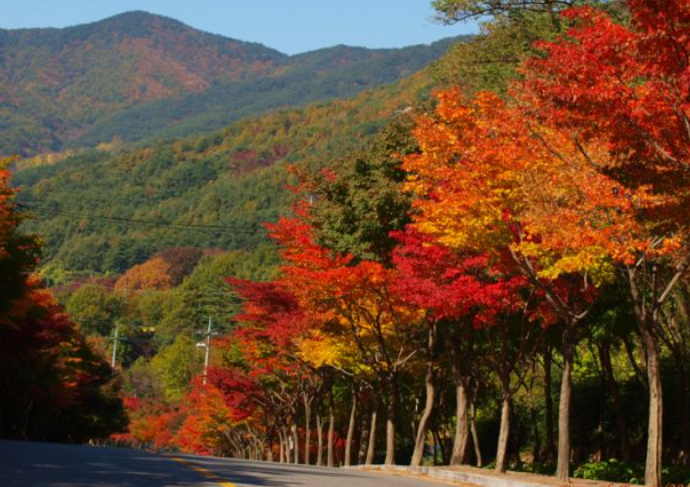 2025 팔공산 단풍 절정 시기 공개! 초보자도 즐기는 가을 등산코스 BEST