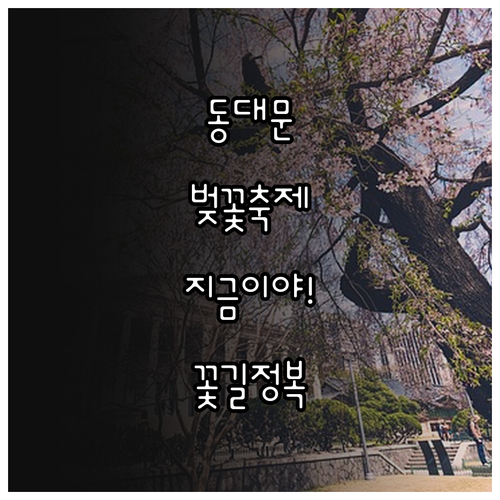 동대문구 벚꽃 개화 시기 및 축제 총..