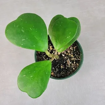 호야 키우기 꽃피우기 번식법 알고 물주기_12