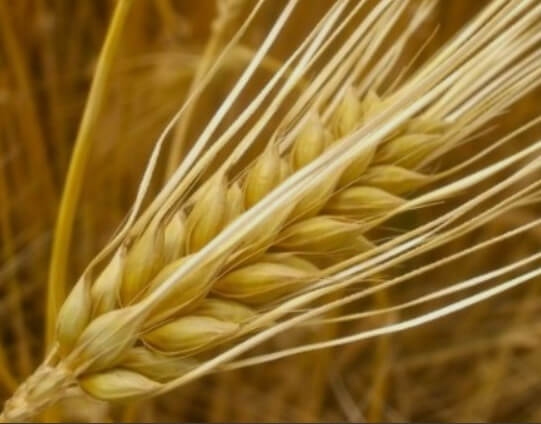 림프종 좋은음식 - 보리