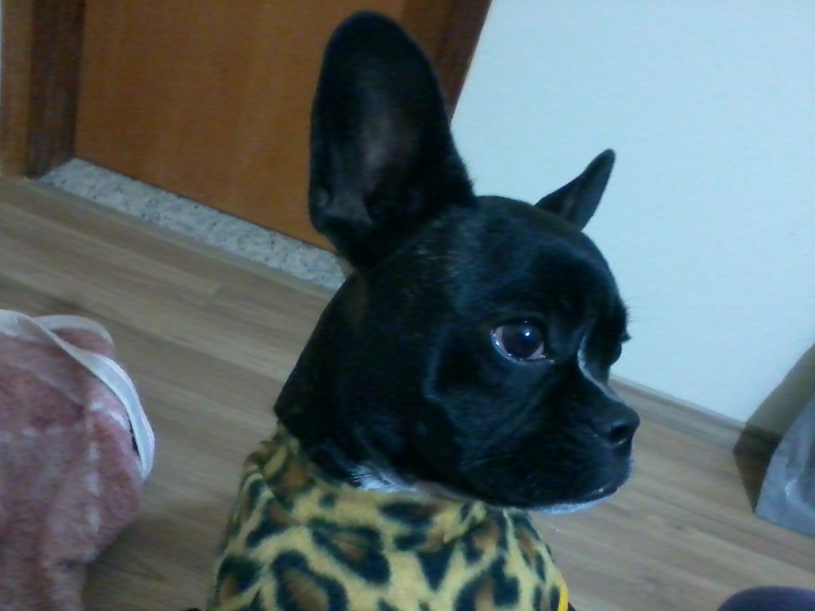 반려동물 피부 관련 사진