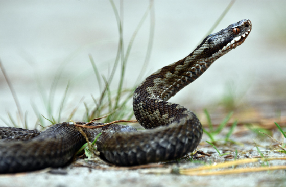 적외선을 감지하는 동물들 보이지 않는 열을 감지하는 능력