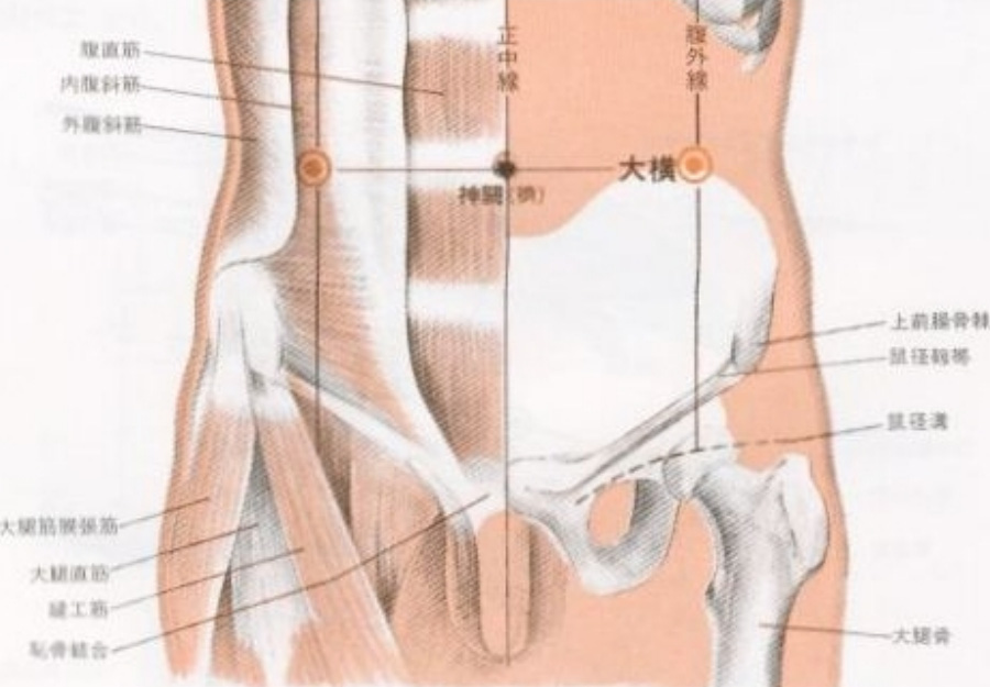 인체의 365혈 중에서 아랫배에 위치를 한 대횡혈의 정확한 위치를 표시를 한 해부학적 사진