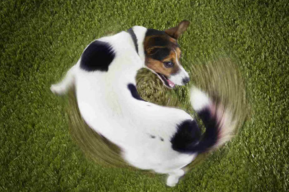 개가 꼬리를 쫓는 것