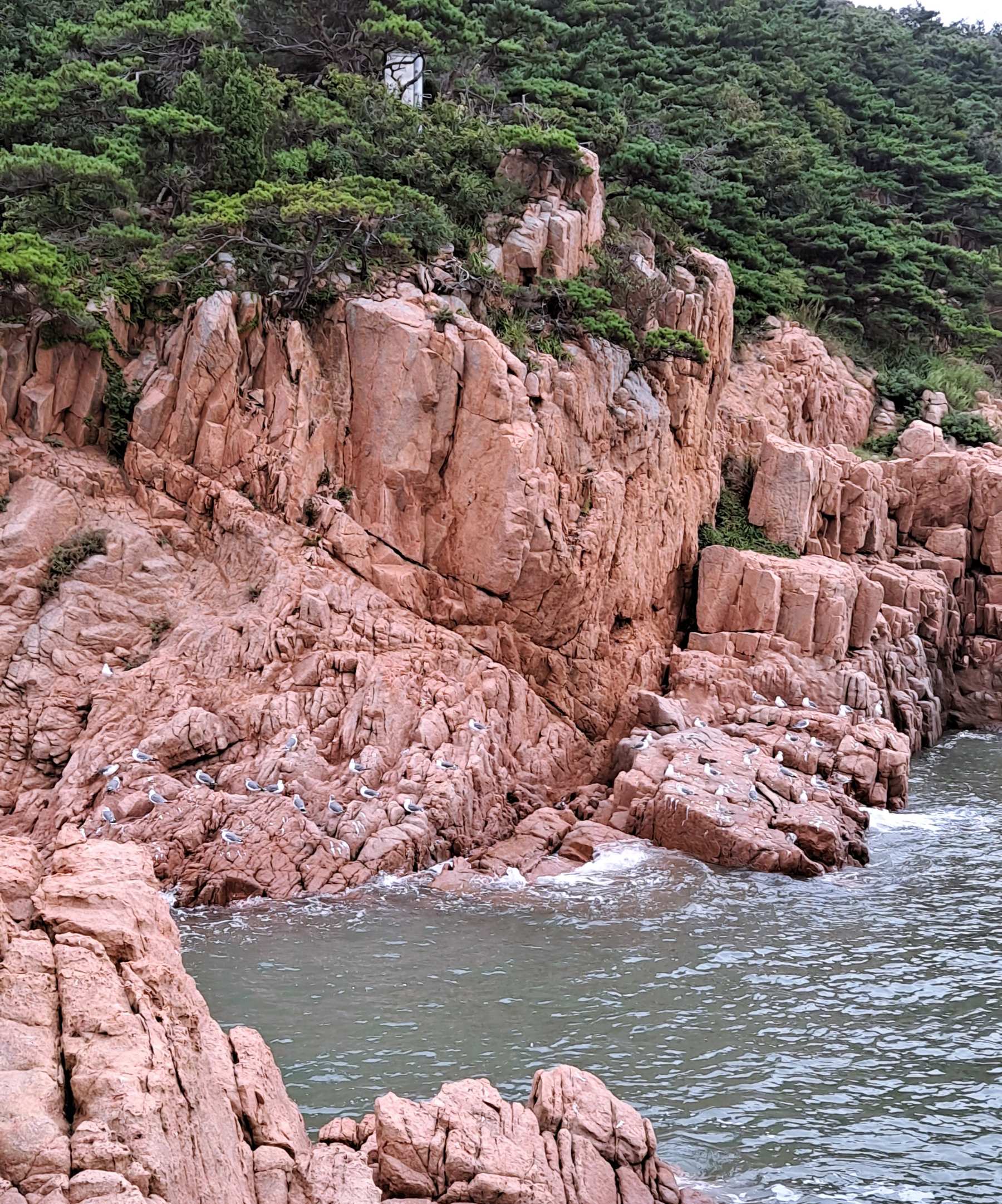 바위 위 갈매기들