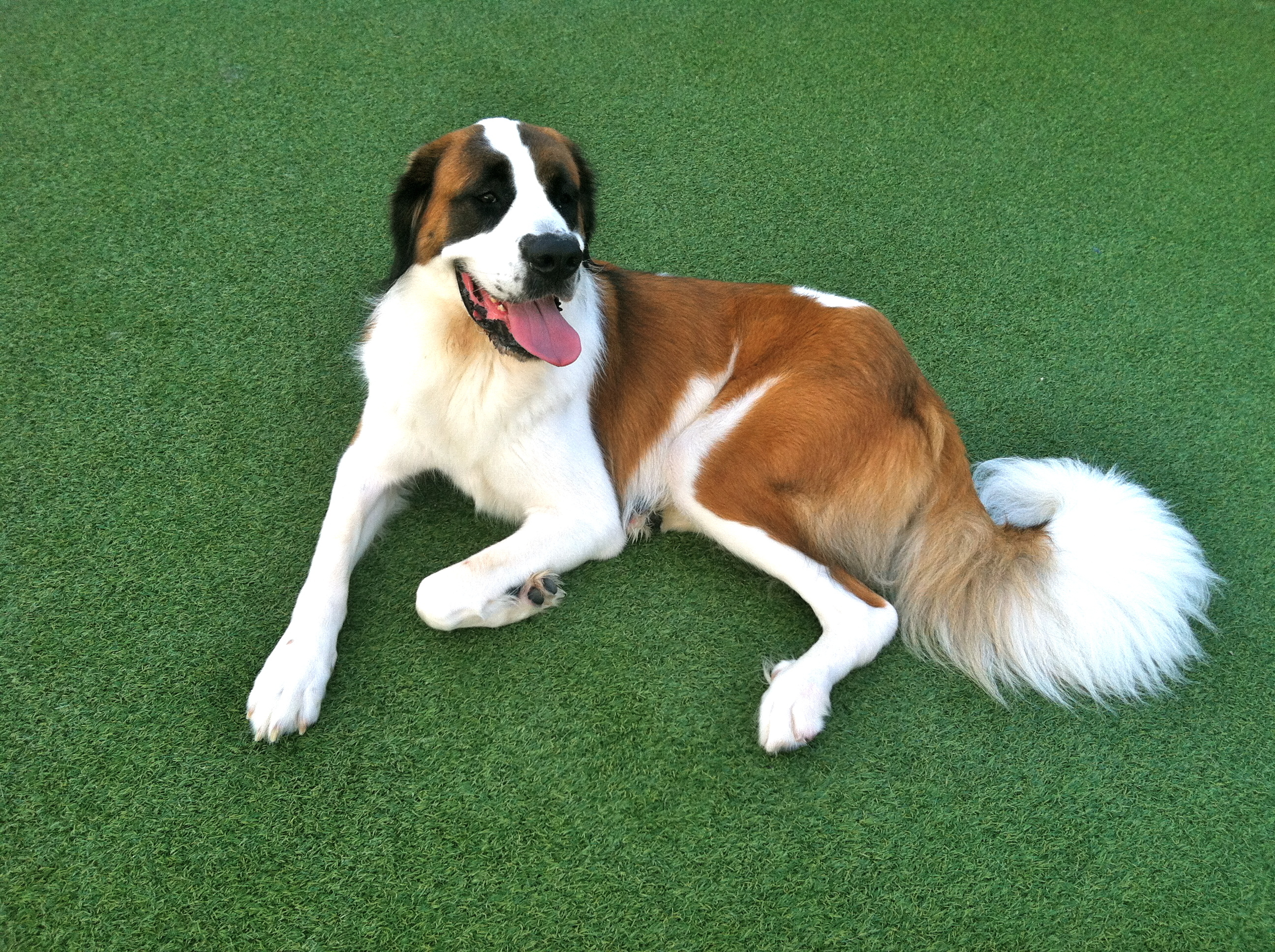 반려동물 호르몬이 불균형 문제 관련 사진