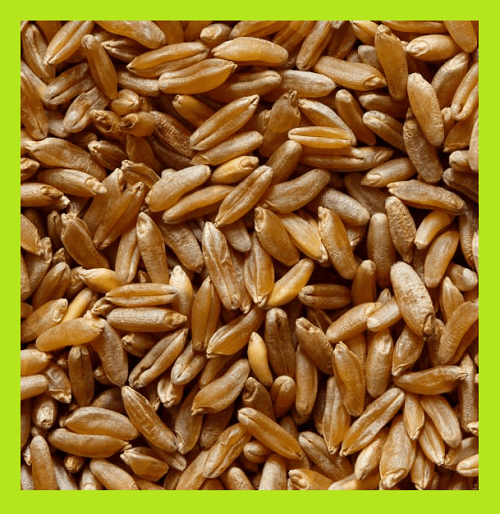 카무트-곡물-확대