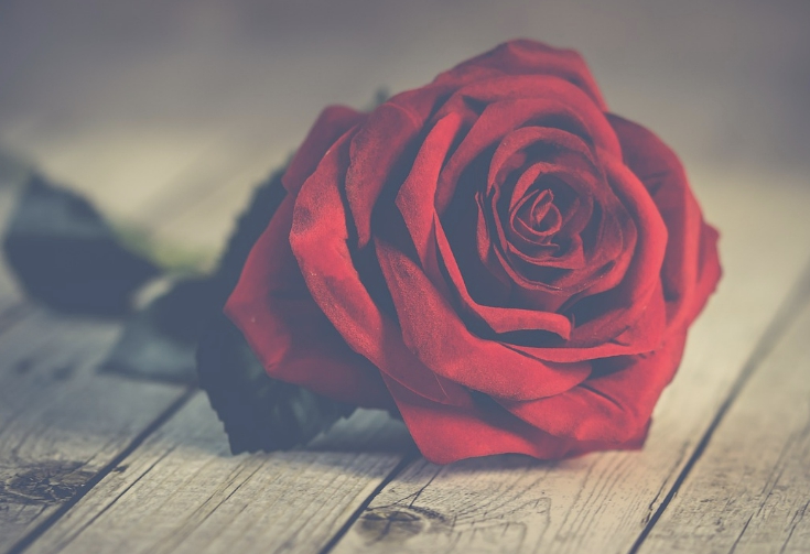 장미와 나이프 장미 한송이