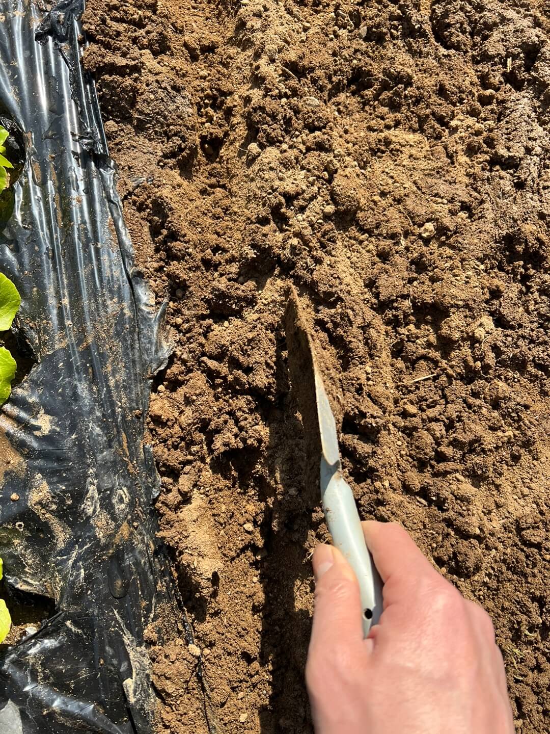 쌈채소를 파종한 밭