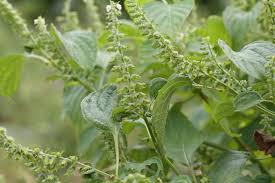 들깨 파종 시기, 이대로만 하면 풍성한 수확!