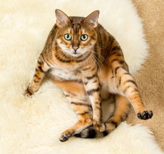 바라보는 고양이.