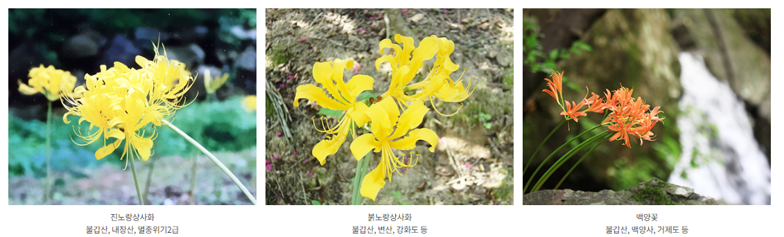 불갑산 상사화