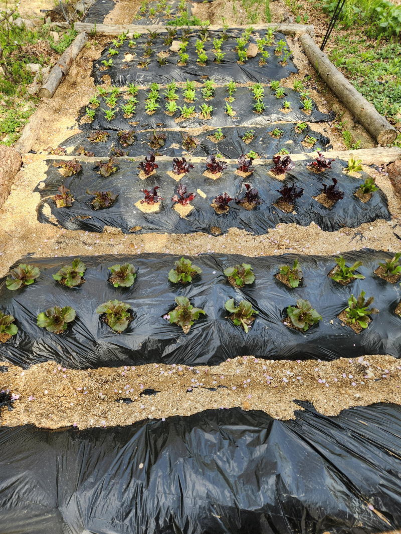 가평 별똥별 글램핑&카라반