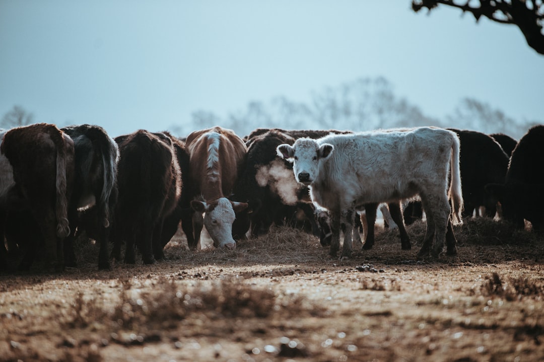 Livestock