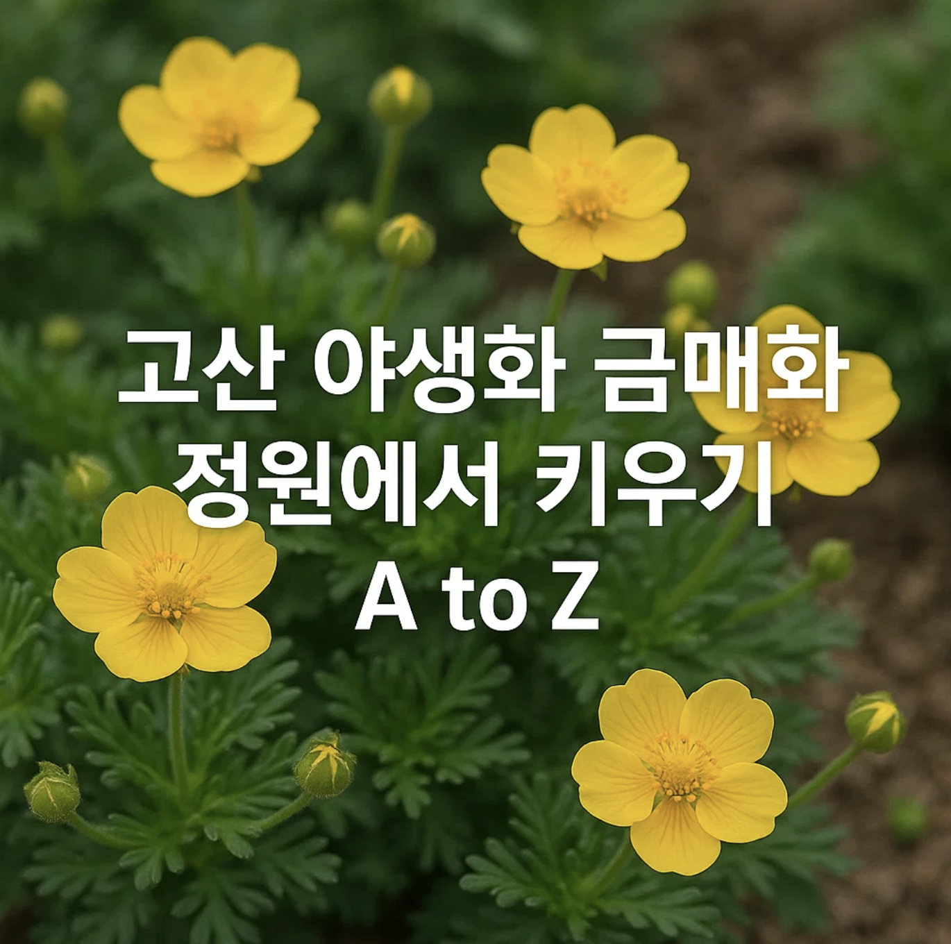 고산 야생화 금매화, 정원에서 키우기 A to Z