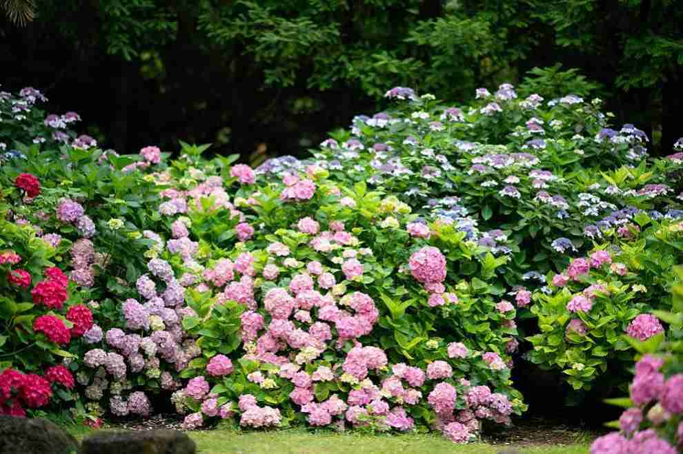 제주 한림공원 수국축제