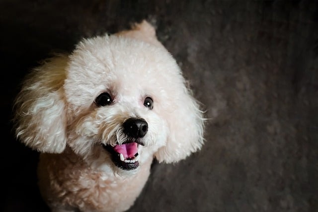사랑스럽고 애교많은 온순한 푸들 성격