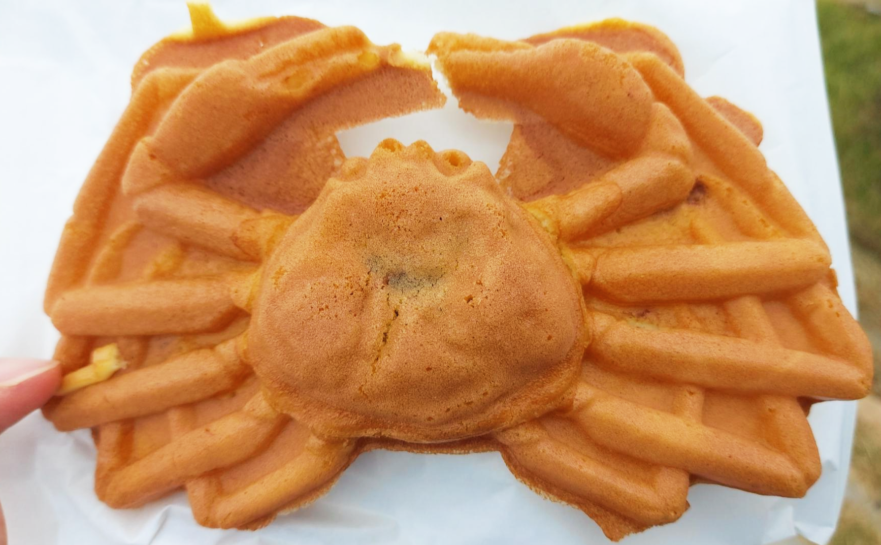 경북 영덕군 대게빵