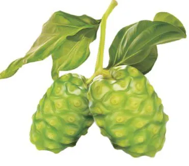 노니 효능 칼로리 섭취량_6