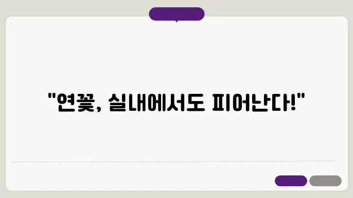 실내에서 연꽃 키우기 재배 노하우
