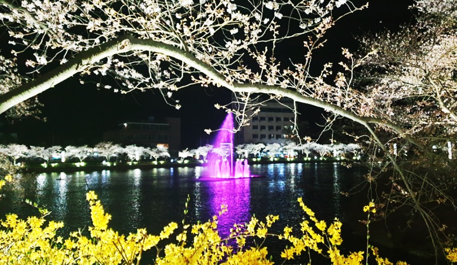 김천 연화지 벚꽃길