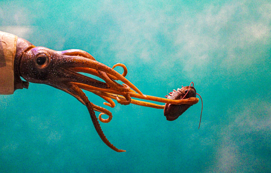 Squid