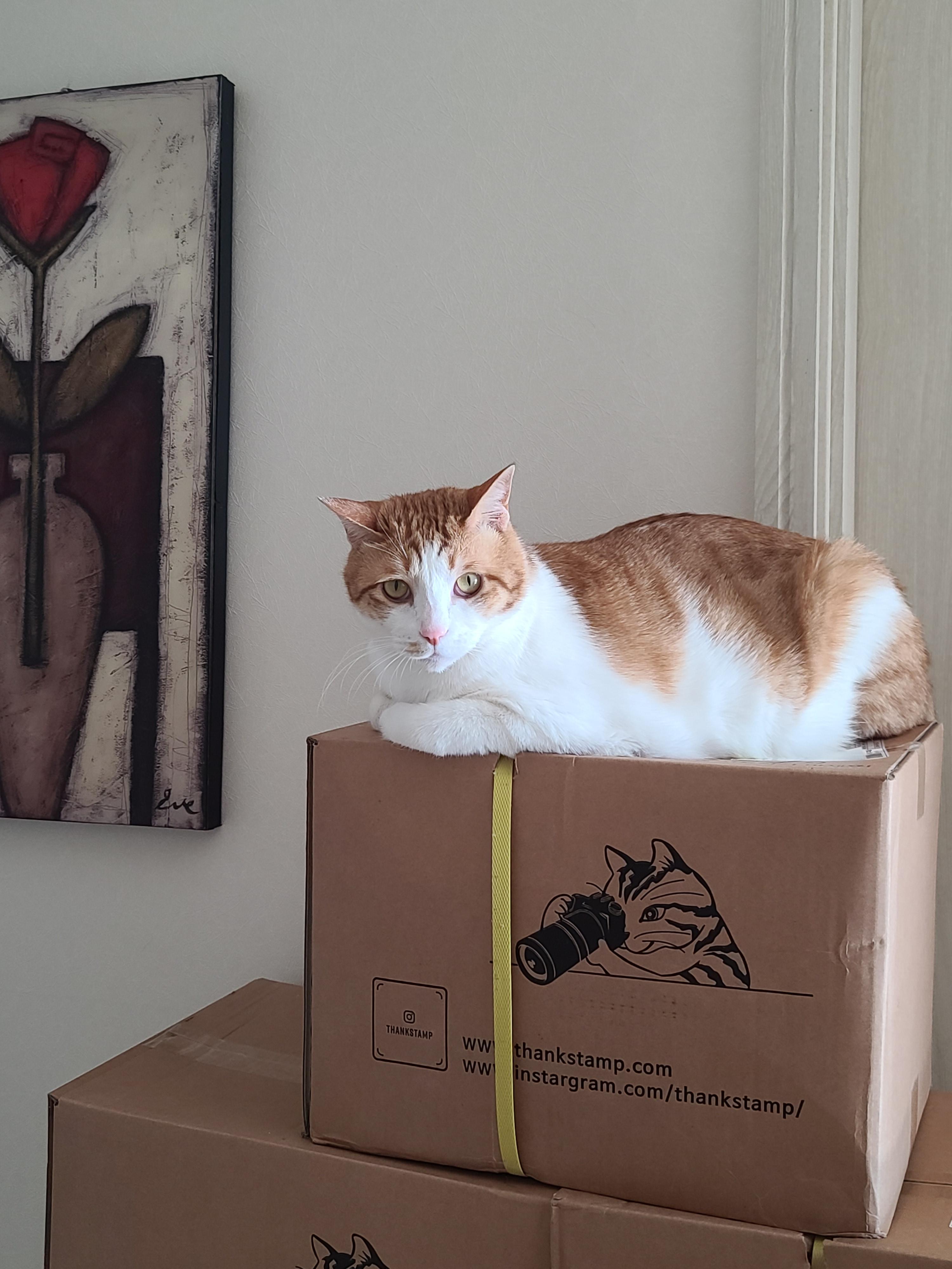 욕실앞을 지키는 막둥이 (feat.루디)