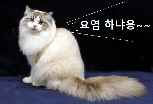 라가머핀 고양이 이미지 - 1