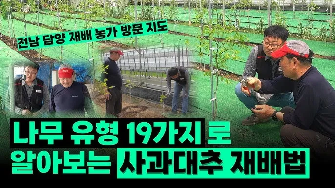 대추 재배 개화기 관리 봉지 씌우기 열매 터짐 예방_3