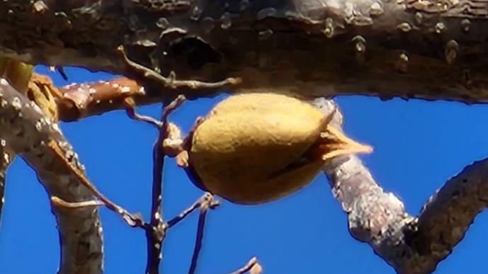 오동나무 열매 , 오동삭과( 梧桐蒴果) , 포동과(泡桐果)