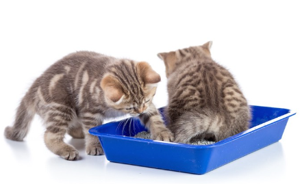 화장실 안의 새끼 고양이 두 마리.