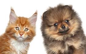 반려동물 키우는 방법